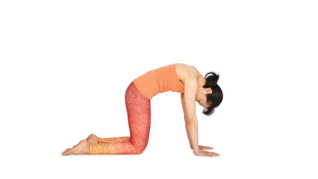 Stretches for Tailbone pain relief: Cat-Cow Pose
