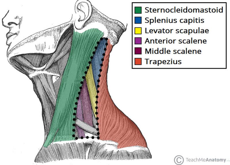 Graphic of Posterior Triangle of the Neck Borders and Muscles of the Floor